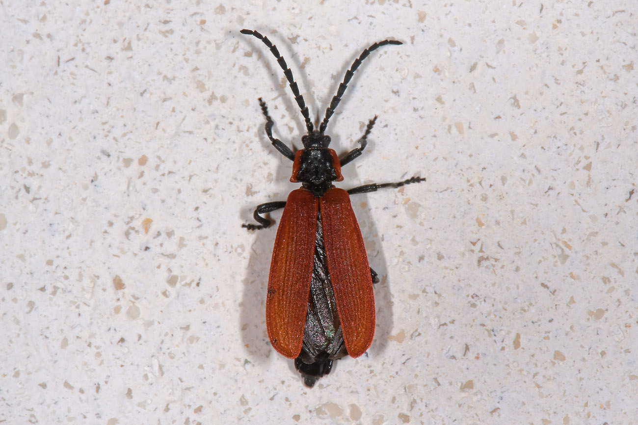 Lycidae:  Lygistopterus anorachilus